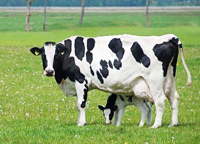 反芻動物解決方案
